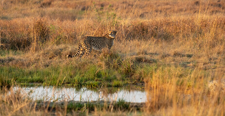 A collared Cheetah standing alongside a waterhole staring intently over its shoulder