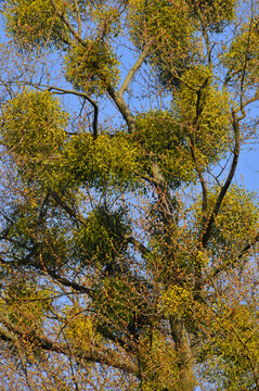Misteln in einem Baum