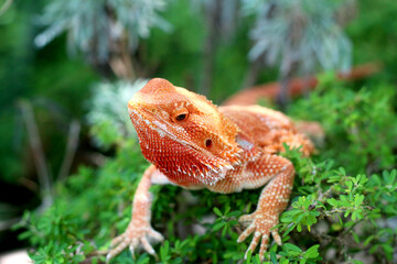 Bearded dragon lizard on Natural Habitat ,Close up image of Inland Bearded Dragon (Pogona vitticeps), Australian Bearded Dragon