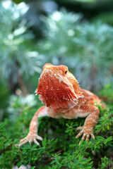 Bearded dragon lizard on Natural Habitat ,Close up image of Inland Bearded Dragon (Pogona vitticeps), Australian Bearded Dragon