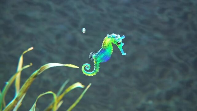 Vibrant marine creature gracefully swimming near seagrass, displaying iridescent rainbow colors within aquarium environment, showcasing delicate hippocampus anatomy