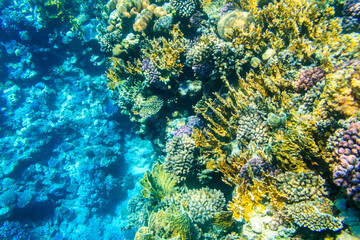 Coral reef in the Red sea in Ras Mohammed national park. Sinai peninsula in Egypt