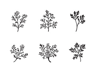 Coriander vector line art illustration