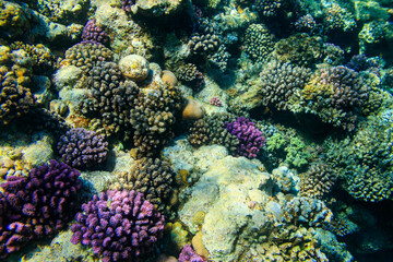Coral reef in the Red sea in Ras Mohammed national park, Sinai peninsula in Egypt