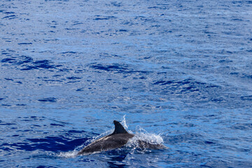 Atlantic spotted dolphin (Stenella frontalis), swimming in the Atlantic Ocean, Funchal, Madeira,...