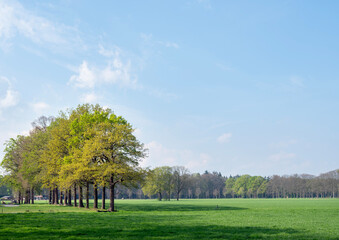 meadows and trees in spring on utrechtse heuvelrug near doorn