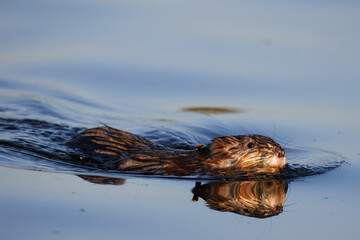 Close-up of a muskrat swimming in the calm water with reflection on a spring sunny evening toward the camera lens and holding a stick to build a house. 