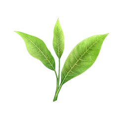 Watercolor green tea leaves on white background