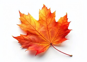 Obraz premium Vibrant Autumn Maple Leaf, Red Orange, Isolated on White, Clipping Path, Fall Foliage