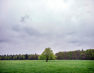 Fototapeta premium meadow with chestnut tree and flowers in the netherlands near utrecht