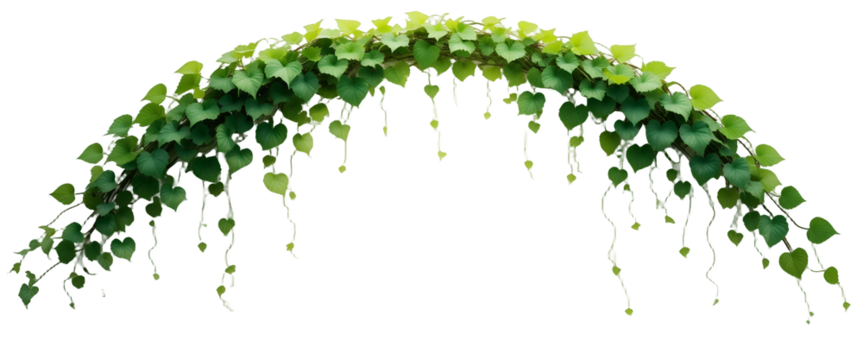 Romantic Arched Foliage with Heart-Shaped Green Leaves on White Background