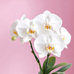 Close Up of White Orchid with Delicate Petals on Soft Pink Background
