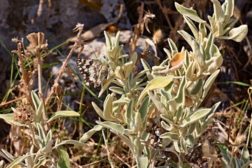 Marbled White butterfly (Melanargia galathea) on Eros mountain, Hydra island. Greece. Europe.