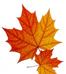 Fototapeta premium maple leaves isolated on white