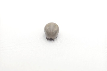 Engorged Tick on White Background - Front View