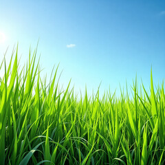 Close Up of Vibrant Green Grass Blades in a Sunny Field