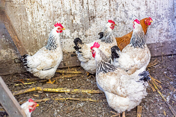 keeping laying hens on a farm and at home. Economic crisis and inflation