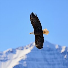 Obraz premium Majestic Bald Eagle Soaring Above Snowy Peaks - A Stunning Aerial View of Nature's Majesty