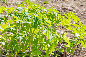 planting young tomato seedlings outside on a sunny day
