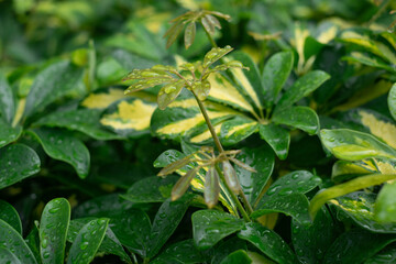 Close-up on Fresh Green Schefflera Leaves with Water Droplets After Rain. Backgrounds, wallpaper