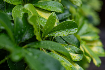 Close-up on Fresh Green Schefflera Leaves with Water Droplets After Rain. Backgrounds, wallpaper