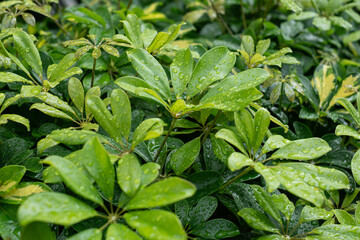 Close-up on Fresh Green Schefflera Leaves with Water Droplets After Rain. Backgrounds, wallpaper