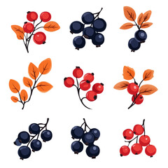 A Very Simple flat 2D icon of a Collection of autumn berry isolated on a transparent background, vector, flat design, animation design, vector, simple flat 2D icon, minimalist design
