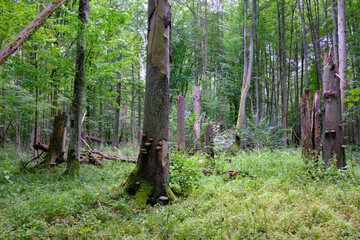 Late summer rich deciduous stand with old trees and lush foliage