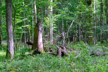 Late summer rich deciduous stand with old trees and lush foliage