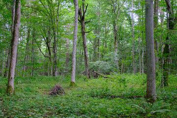 Late summer rich deciduous stand with old trees and lush foliage