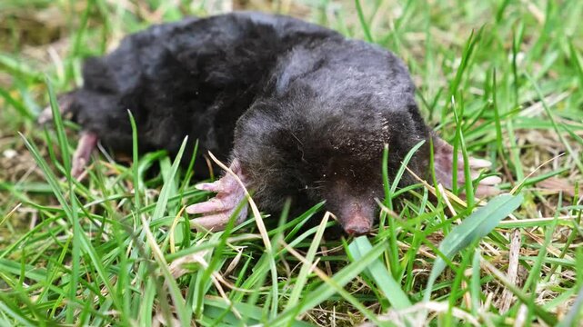 A mole is on the surface among green grass in the garden. Talpa europaea side view close-up. Animal with black fur. Garden pest concept. Lawn saving problems. High quality 4k footage.