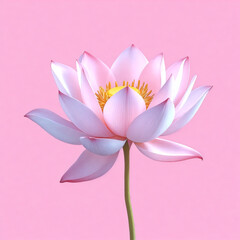 Fototapeta premium Lotus Flower on Soft Pink Background