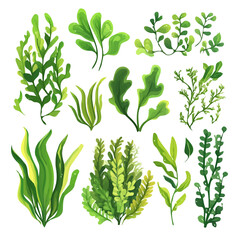 A Very Simple flat 2D icon of a Collection of seaweed set isolated on a transparent background, vector, flat design, animation design, vector, simple flat 2D icon, minimalist, eps format