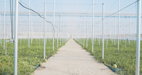 Growing watermelons inside large industrial greenhouse using modern technology