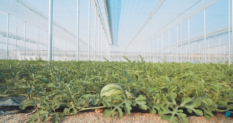 Watermelons growing in greenhouse: sustainable agriculture promoting local food production