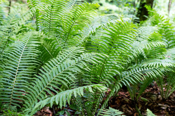 Dense green ferns thrive in a forest underbrush, showcasing the natural beauty of a woodland setting. The vibrant foliage highlights the lush, thriving ecosystem of the forest