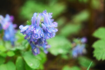 Obraz premium Corydalis fumariifolia subsp. azurea 