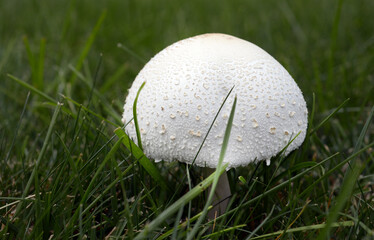 mushrooms in the forest