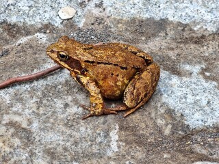 frog