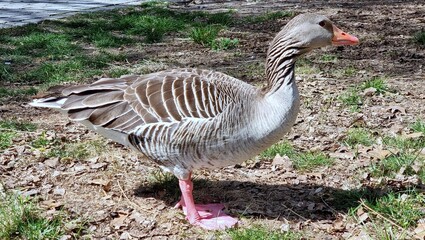 goose