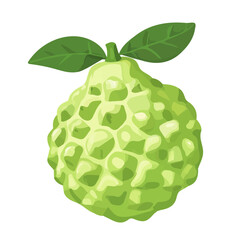 A Simple flat 2D icon of a cherimoya isolated on a transparent background, vector, flat design, animation design, simple flat 2D icon, minimalist design, clipart, illustration