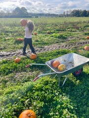 A child carries a large pumpkin across a sunny pumpkin patch, surrounded by scattered pumpkins in a lush, muddy field. In the foreground, a wheelbarrow with pumpkins inside highlights the harvest acti