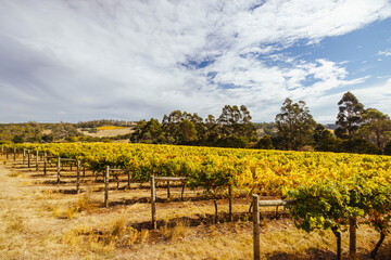 Fototapeta premium Tamar Valley Vineyard and Landscape in Australia