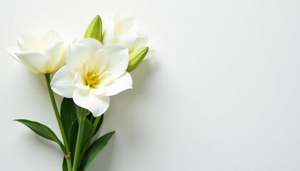 Fototapeta premium Elegant white floral arrangement on pure white backdrop, stylish, details, decor