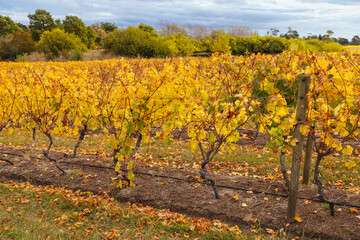 Tamar Valley Vineyard and Landscape in Australia