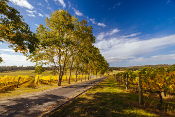 Tamar Valley Vineyard and Landscape in Australia