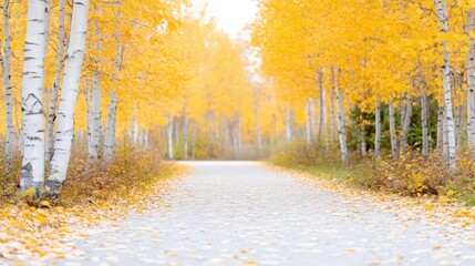 Autumnal pathway lined with vibrant yellow aspen trees