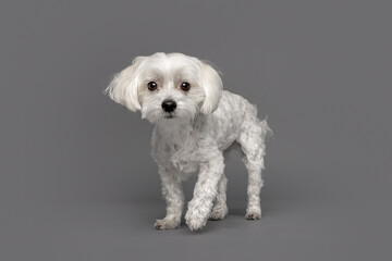 Timid White Dog with Curly Fur on Gray Background