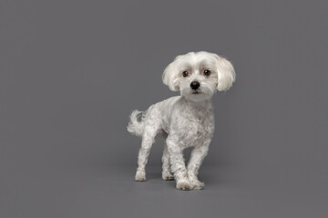 Curious Small White Dog Standing on Gray Background