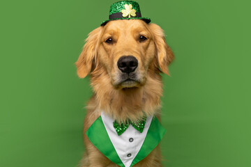 Close-up portrait of a golden retriever dressed for St. Patrick&rsquo;s Day in a green shamrock hat and bow tie, set against a green background. A regal and festive holiday-themed pet photo.